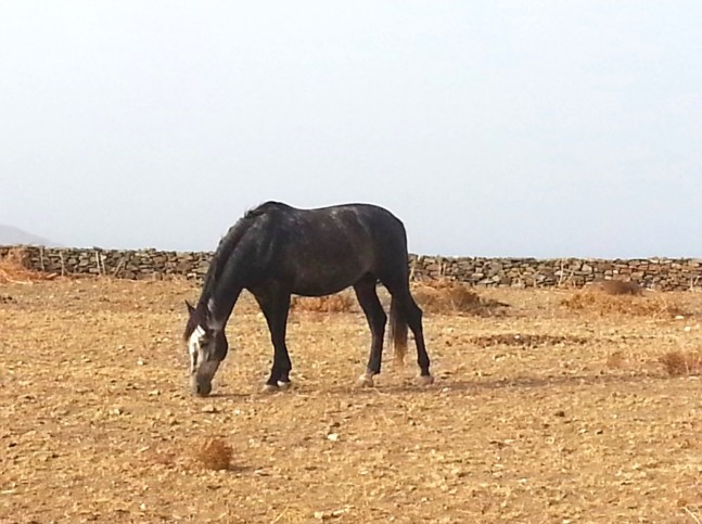 Horse on Kythnos